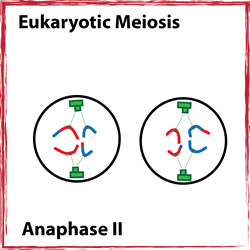 Anaphase II